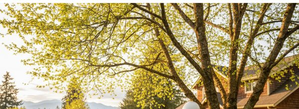 Spring Pruning